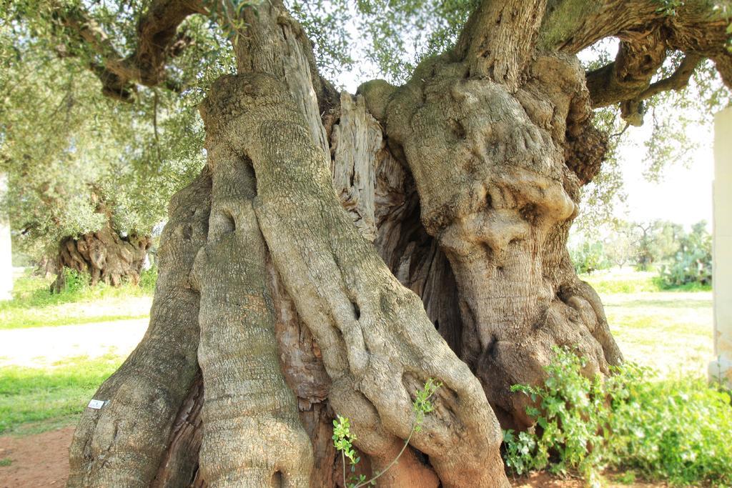 Masseria Brancati Ostuni Bagian luar foto